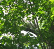 Ironwood Golf Club - White Squirrels