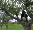 Harvest Golf Club - Apple Swing